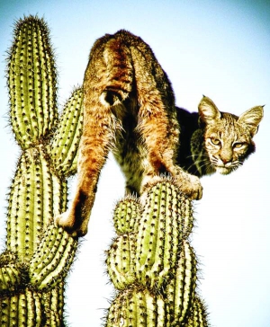 Північноамериканська руда рись сидить на кактусі сагуаро. Тварина пробула там більше години, поки не минула небезпека. Голки з лап рисі вилизують