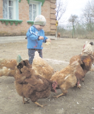 Онук Лідії Дорош 2-річний Дмитро з села Лісова Лисіївка Калинівського району Вінниччини годує курей сухарями. Їх купують на хлібозаводі по 35 копійок за кілограм