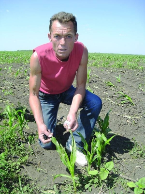 Олександр Бірюк, фермер із райцентру Драбів на Черкащині, показує понівечені листки кукурудзи. Це поле незаконно засіяв інший підприємець. Бірюк вважає, що конкурент висипав на поле хімікати, які зіпсували і врожай, і землю