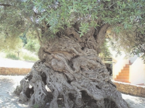 Одна із найстаріших олив росте на острові Крит. Її вік більше двох тисяч років
