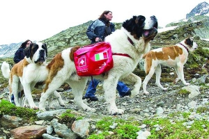 Працівники ”Фонду Барі” йдуть із сенбернарами на гірський перевал Великий Сен-Бернар, біля кордону Швейцарії та Італії. Один із псів завжди несе на собі рюкзак з аптечкою та сухими пайками