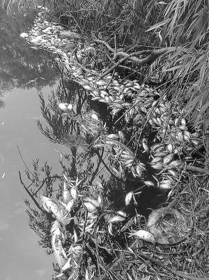 Мертву рибу в річці Устя, яка тече через Рівне, комунальники не прибирали тиждень. Її там було близько трьох тонн