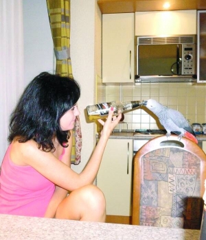 Вінничанка Олена Іванюк поїть пивом свого папугу Річчі. Птах уміє вітатися і сваритися
