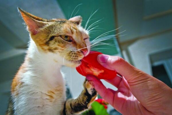 Кішка Лайма їсть помідор з рук своєї господині Наталії. Любить також курагу, родзинки і дині