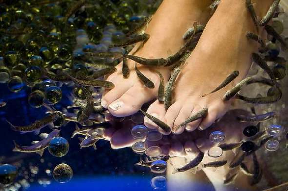 Рибки гарра руфа за півгодини очищають відмерлі часточки шкіри на ногах. У десятилітровій ємності їх має бути не менше 200. Рибки схожі на тюльку, сіруваті й довгасті    