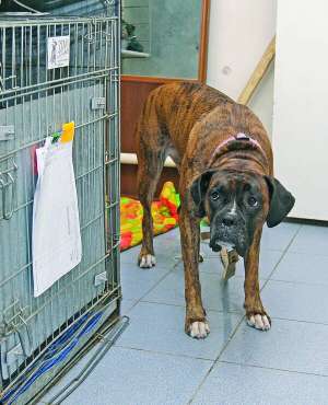 Боксера Джуді господарі на період власної відпустки привели в готель для тварин у столичному ветеринарному центрі ”Друг”. За тиждень перебування собаки у готелі сплатили 560 гривень