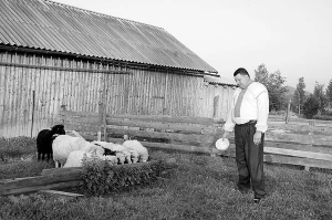 ”Люблю прийти після роботи й дивитися, як вівці їдять, труться одна об одну, повільно ходять двором. Утому як рукою знімає”, — каже Роман Бойчук із села Космач Косівського району Івано-Франківщини. Він започаткував новий метод лікування — вівцетерапію