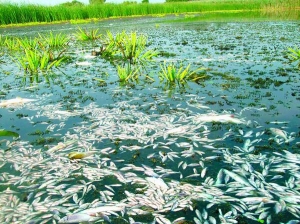 Загибла риба на річці Сула біля села Хрулі Лохвицького району. Найбільше її загинуло тут 22 липня. Зараз дохла риба розкладається на дні