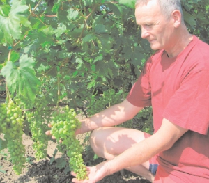 Василь Прилипко з міста Ладижин на Вінниччині показує гроно винограду сорту Кишмиш, який вирощує у своєму садку. Грона виростають до 60 сантиметрів завдовжки й важать до двох кілограмів