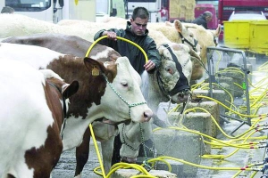 Ігор Романів миє корови перед дойкою. На фермі біля польського села Біскупін доглядає 80 голів