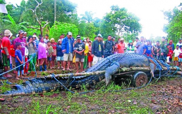 Селяни розглядають 6,5-метрового морського крокодила, якого впіймали у неділю біля селища Бунаван, штат Агусан-дель-Сюр, Філіппіни. Місцеві кажуть, що саме він нападав на людей та худобу біля води та вбив дівчинку кілька років тому. Людей застерігають не ходити біля води, особливо у темну пору, коли хижаки виходять на полювання