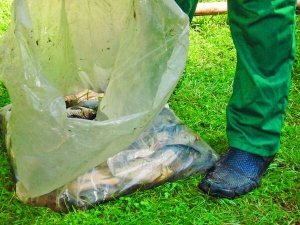 Робітники комунального підприємства ”Зелений Львів” зібрали чотири мішки загиблої риби з озерця у Стрийському парку Львова. Нарахували 465 рибин