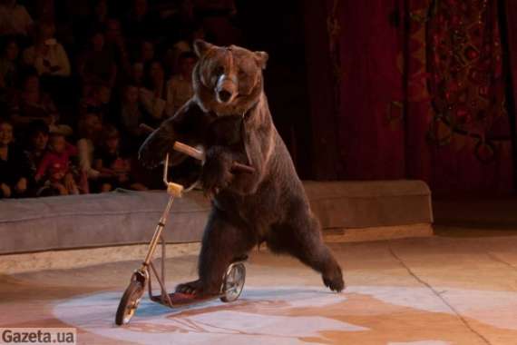 Ведмедиця Лора катається на самокаті. Вона працює в цирку 13 років