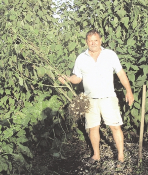 Валентин Дзима із Кам’янки на Черкащині показує корч топінамбуру. Бульбами годує півсотні нутрій