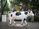 Парад корів у найбільших містах світу