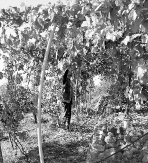 Наталія Мартишинець із Закарпаття перевела лози винограду на арки.  Листя і плоди стали менше хворіти на грибки