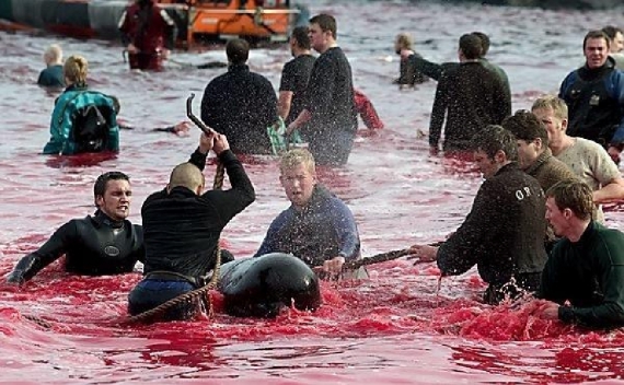 Ловля китов в 2010 году. Тогда убили 1150 редких животных
