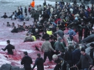 Ловля китов. Во время этого занятия жители Фарерских островов убивают около 1000 животных