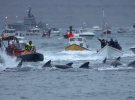 Ловля китів. Під час цього заняття жителі Фарерських островів вбивають близько 1000 тварин