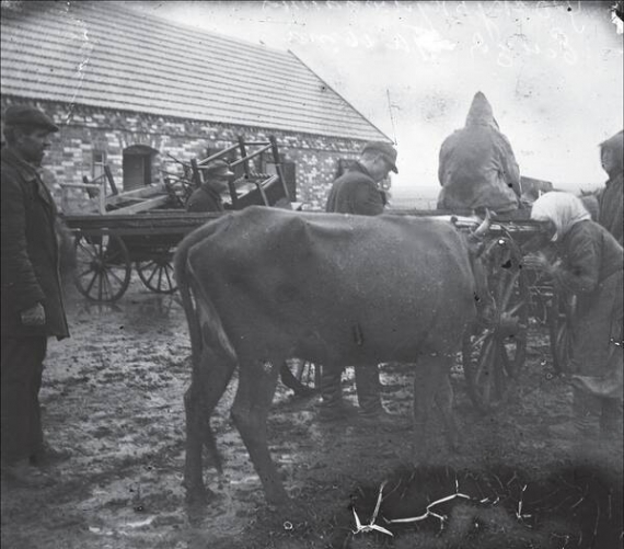 При розкуркулюванні односельця Пантелеймона Ємця 1930 року фотограф-любитель Марко Желізняк із села Удачне Гришинського району Артемівського округу Донецької області (нині - Красноармійський район цієї ж області) зробив кілька знімків. На цьому фото: у господарів, яких невдовзі відправлять на Соловки, забирають корову