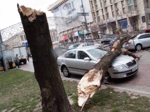 Дві ”Шкоди Октавії” та одну ”Тойоту Кемрі” розбило дерево на вулиці Хрещатик, 7/11 у Києві 28 листопада. Того дня по всій Україні були сильні пориви вітру