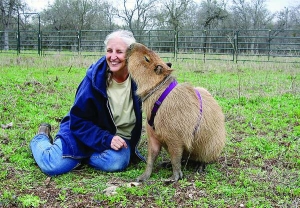 Американка Мелані Тіпалдос зі штату Техас сидить біля своєї капібари на кличку Каплін Роуз. Тварина завдовжки майже 130 сантиметрів, важить понад 50 кілограмів. Любить купатися у великій каструлі, яку господиня поставила у ванній. Мелані веде блог від імені Каплін Роуз