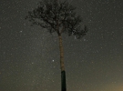 Япония: дерево, которое уцелело после цунами 11 марта