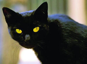 Кіт Томмазіно став однією з найбагатших тварин у світі