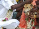 Невестой 6-месячного Сангулы стала собака по кличке Калоти