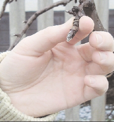 Через теплу зиму на гілках садових дерев набубнявіли бруньки