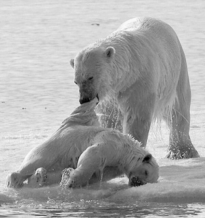 Білий ведмідь здирає шкуру із молодого самця. Знімок зробили у грудні, коли хижакам важко добувати їжу