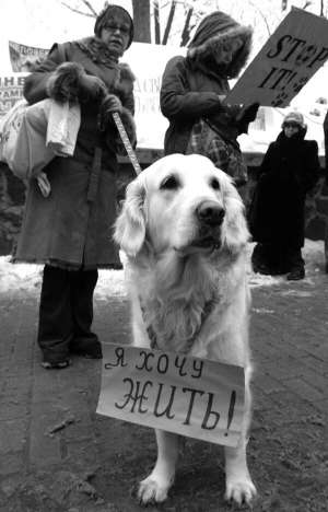 25 січня під стіни Кабінету Міністрів привели собак. Просять не вбивати тварин, готуючись до ”Євро-2012”