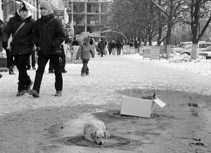 Безпритульні собаки гріються на каналізаційних люках на вулиці Леніна у центрі Умані