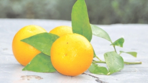 Апельсини в зимовому саду вирощують на щеплених деревах. Плоди несолодкі, ароматні, мають тонку шкірку