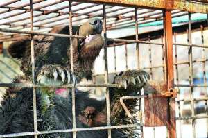 Ведмідь Потап сидить в іржавій клітці громадської організації ”Барс” у Луганську. Нашийник вп’явся йому в шию, з рани сочиться гній. На тварину цькували собак, яких готували для полювання