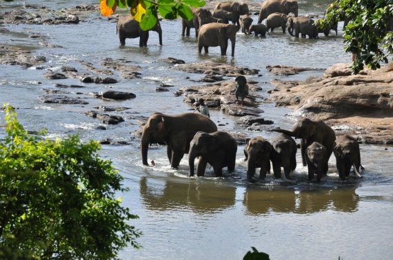 Слони активно зайняті в туризмі і десятиліттями катають на своїй спині гостей країни