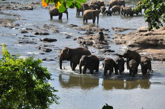 Слоны активно заняты в туризме и десятилетиями катают на своей спине гостей страны