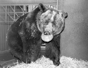Ведмідь сидить у клітці за райцентром Городок Хмельницької області. Він — останній житель колишнього зоокуточка