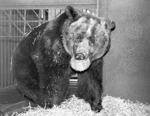 Ведмідь сидить у клітці за райцентром Городок Хмельницької області. Він — останній житель колишнього зоокуточка