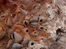 Місце розкопок в Харане, рештки мушель