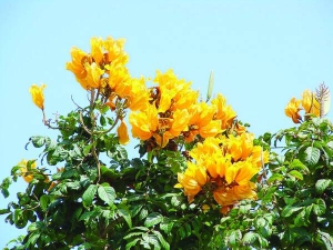 Тюльпанове дерево цвіте великими яскравими квітками, з яких комахи і птахи збирають нектар. Виростає до 60 метрів заввишки, нагадує тополю