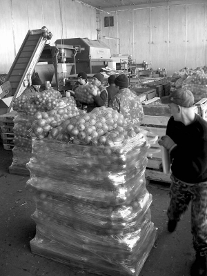 Працівники овочесховища у селі Москаленки Чорнобаївського району пакують у мішки цибулю. Її відправлять на продаж 