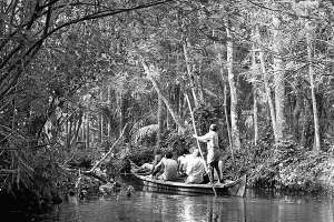 У індійському штаті Керала туристам улаштовують екскурсії річками у джунглях. За 120 гривень показують побут у місцевих селах та екзотичні рослини