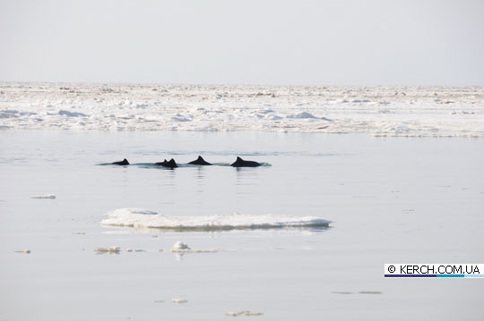 Дельфинов спас ветер с юга, который разогнал лед