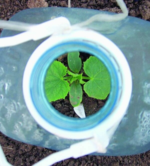 Ранні огірки в городі накривають пластиковим бутилем без кришки. Така розсада не боїться квітневих заморозків. Рослина плодоноситиме все літо