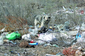 Бродячі собаки розтягують сміття на стихійному звалищі за селом Пліщин Шепетівського району Хмельницької області. Сюди скидають непотріб селяни і мешканці райцентру