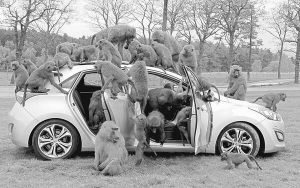 Бабуїни бавляться у відчиненій автівці ”хюндай” у сафарі-парку ”Ноуслі”, неподалік британського міста Ліверпуль. Розробники хотіли випробувати нове сімейне авто. Вирішили, що мавпи найкраще відтворять пустощі маленьких дітей у автівці. Протягом 10 годин бабуїни, що важать у середньому 30 кілограмів, вовтузилися в машині, тиснули на всі кнопки й важелі. Марно намагалися здерти обшивку, відірвати радіоантену та двірники
