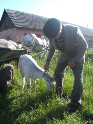Пенсионер Анатолий Аркадьевич привез свою козу Машку продавать на базаре в городе Мироновка Киевской обл.