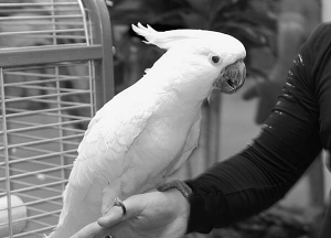 Какаду Даринка живе у столичному ”Джунглі Парку”. Птах вітається кивком голови, називає своє ім’я. Любить їсти гречану кашу та гарбузове насіння