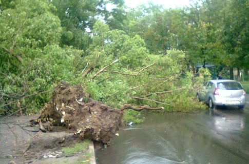 Дерев у місті впало біля сотні